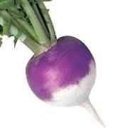 TURNIP