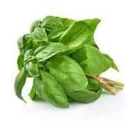 BASIL