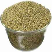 Ankur Pearl Millet