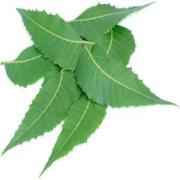 Bavan Neem Leaves