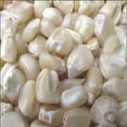 White Corn 