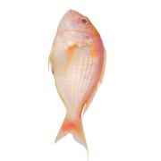 SEAFOOD DELIGHT JAPANESE THREAD FIN BREAM