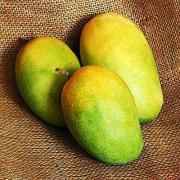 Dominican Kesar