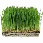 Emerald Wheat Grass