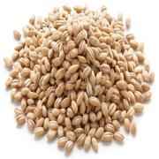 24M Org Pearled Barley