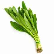 CILANTRO