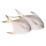 Silver Pomfret