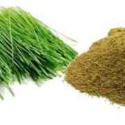 NFS BERMUDA GRASS PDR