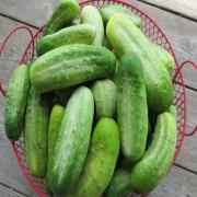 CUCUMBER PICKLING