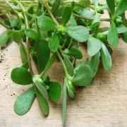 PURSLANE GANGAVALLI