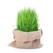 WHEAT GRASS BAG