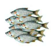 Deshi Puti 500gm