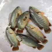 Koi Loose 1kg