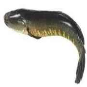 Shoil 3lb Up