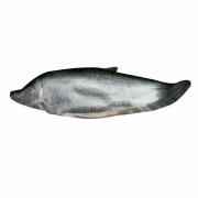 Chitol