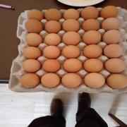 Organic Eggs