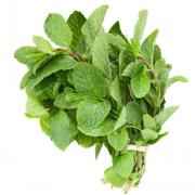 Mint Bunch