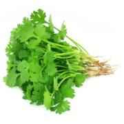 Cilantro Bunch