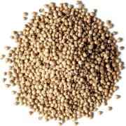 Coriander