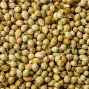 Coriander