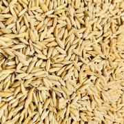 Dhanraj Paddy Rice