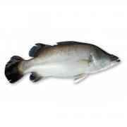 KORAL FISH (7 12lbs)