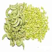 PADI LILVA INDIAN BEAN