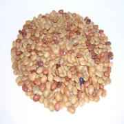 VT HORSE GRAM