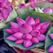 LOTUS FLOWERS