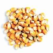 SHRINATH CORN SEED