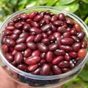 Rt Rajma