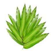 Mango Leaf