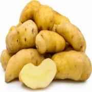 Russet Potato