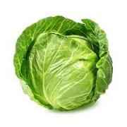 GREEN CABBAGE