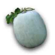 Winter Melon