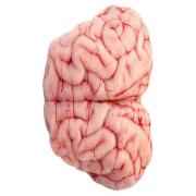 Lamb Brain