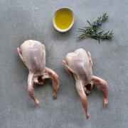 Putul Jumbo Quails