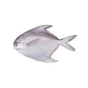 Pomfret