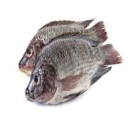 Tilapia Whole