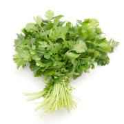 Cilantro Bunch