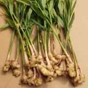 Ginger Root