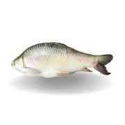 Mirgal Whole 10lb Up