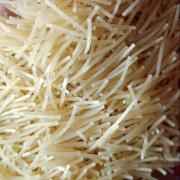 777 VERMICELLI