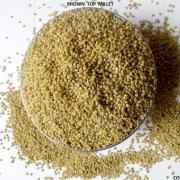 PEARLED BROWNTOP MILLET