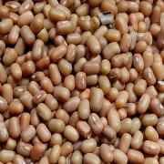 HB Moth Beans