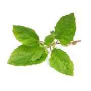 Vedic Tulsi Leaves