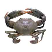 Crab Whole