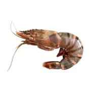 Shrimp Jumbo