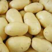 POTATO WHITE