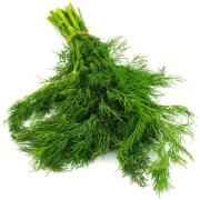 Dill Leaves